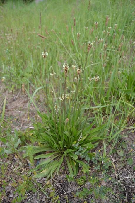 33. Jitrocel kopinatý Plantago