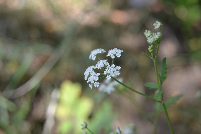 45. Krabilice mámivá Chaerophyllum