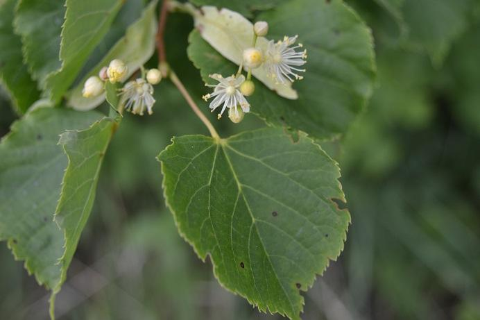 51. Lípa malolistá Tilia cordata