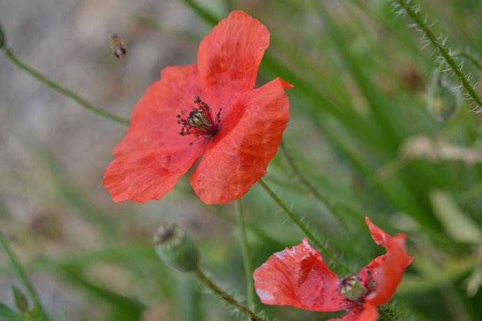 56. Mák vlčí Papaver rhoeas 