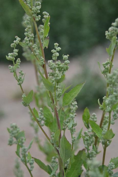 57. Merlík tuhý Chenopodium