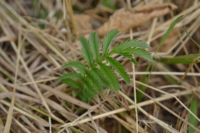 63. Mochna husí Potentilla