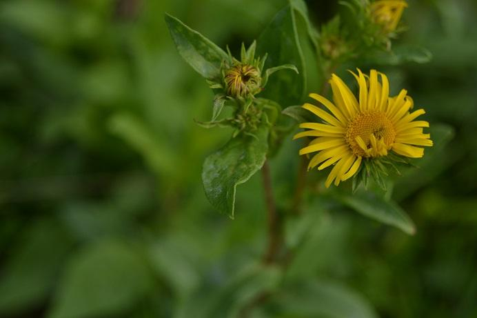 69. Oman britský Inula britanica L.