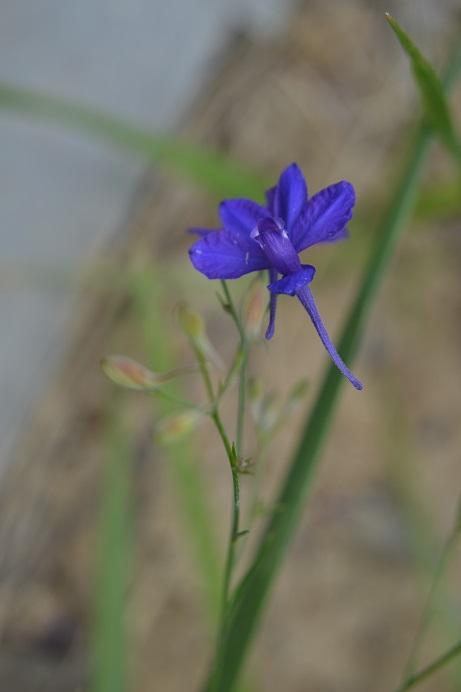 Ostrožka stračka Delphinium