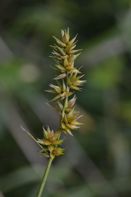 Ostřice Pairaova Carex pairae F. W.
