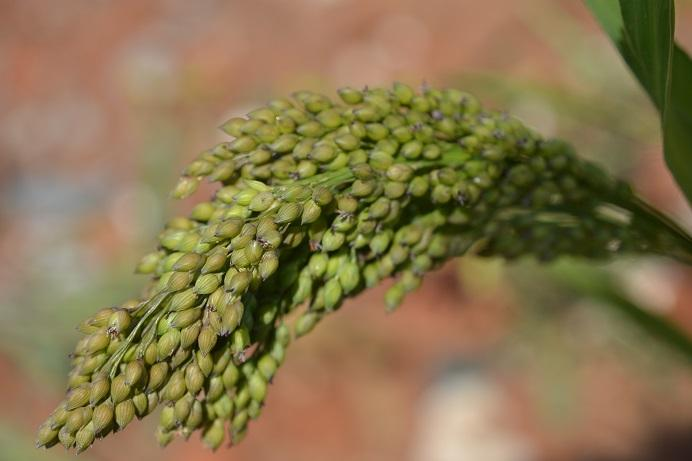 83. Proso seté Panicum miliaceum L.