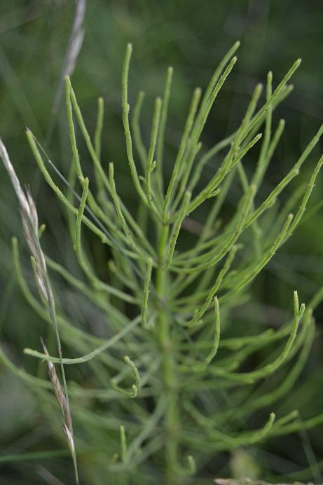 87. Přeslička rolní Equisetum