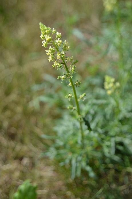 93. Rýt žlutý Reseda lutea L.