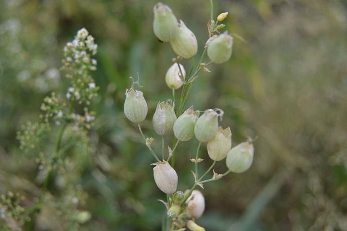 97. Silenka nadmutá Silene vulgaris