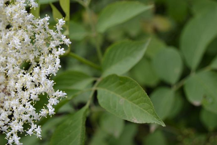 3. Bez černý Sambucus nigra L.