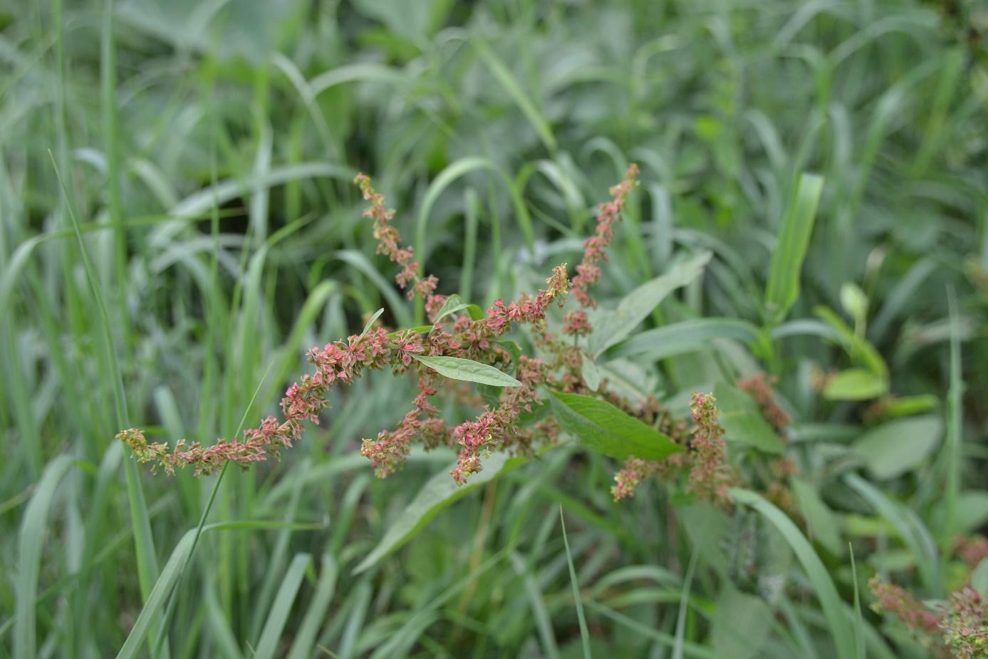 113. Šťovík tupolistý Rumex