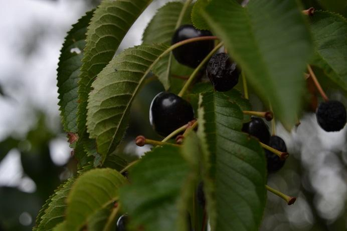 119. Třešeň ptačí Prunus avium L.