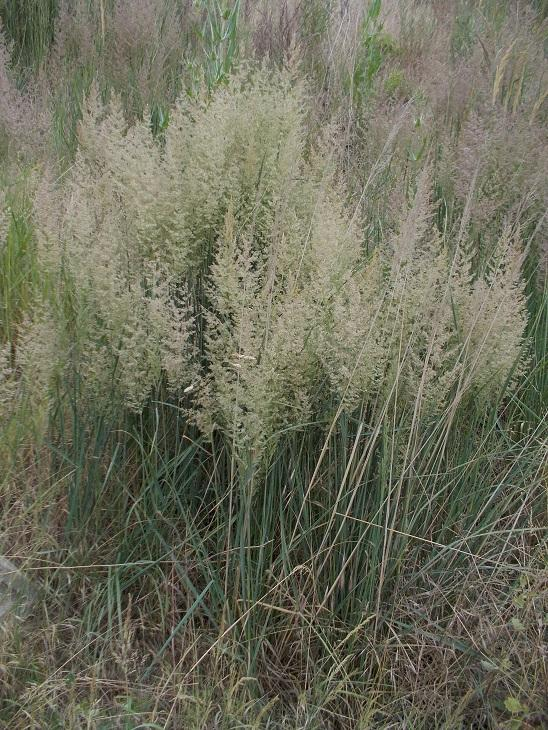 121. Třtina křovištní Calamagrostis