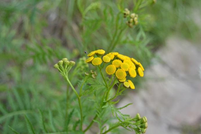 125. Vratič obecný Tanacetum