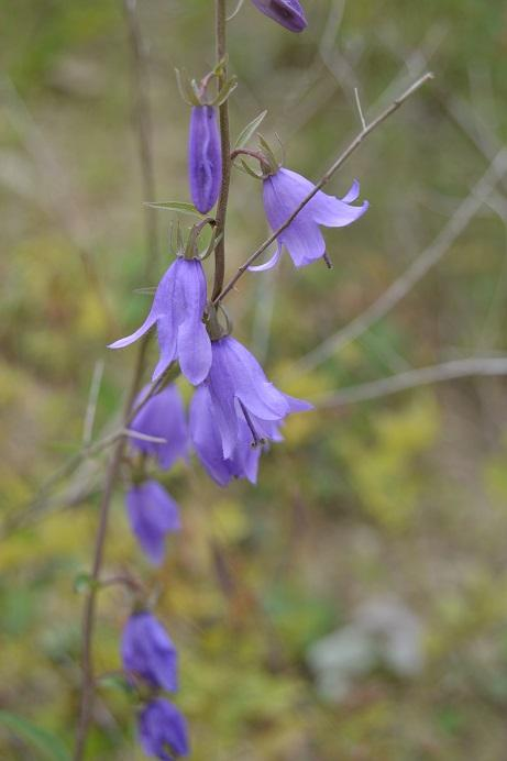 129. Zvonek řepkovitý Campanula