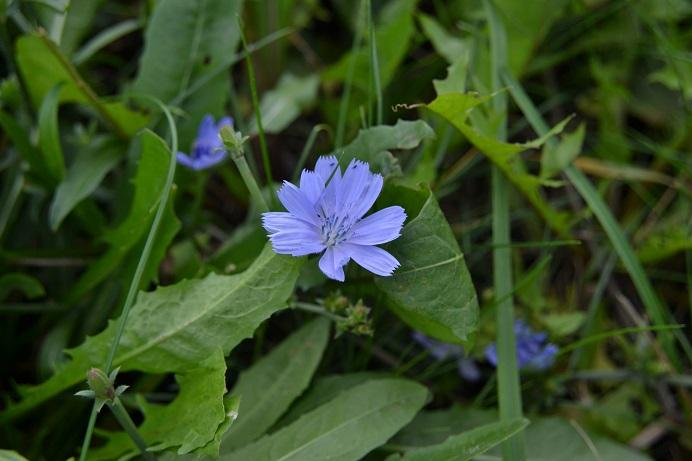 7. Čekanka obecná Cichorium