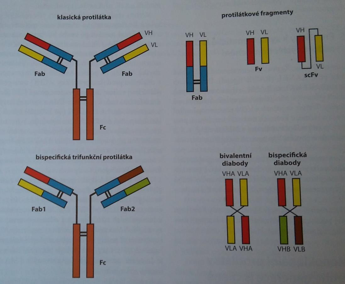 Obr. č. 7: Porovnání klasických protilátek, bispecifických/trifunkčních protilátek a diabodies (11) 4.