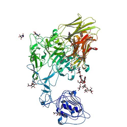 Obr. č. 10: Struktura extracelulární domény EGFR v komplexu s Fab fragmentem Cetuximabu (14) 5.3.2 Trastuzumab Jedná se o rekombinantní humanizovanou IgG1 κ MP proti receptoru ERBB2/HER2/NEU (obr. č. 11).