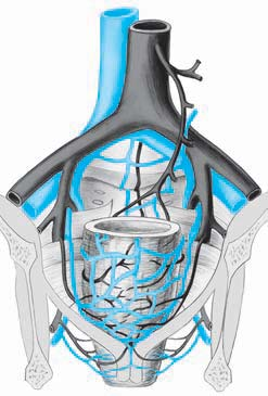 Anatomické poznámky 13 iliaca externa [8, 16]. Grinnel a Hiatt [16] jednoznačně prokázali, že celé rektum má adekvátní krevní zásobení po ligatuře dolní mezenterické tepny.