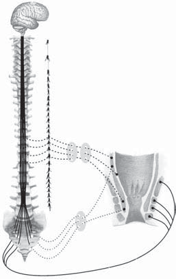 16 Komplexní léčba nádorů rekta lobulus paracentralis plexus mesentericus inferior nervi cerebrospinales Th6 11 k břišní stěně plexus hypogastricus superior konstrikční impulzy ke sfinkteru nervi