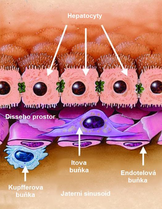 Obr. 1. Uspořádání parenchymových a neparenchymových jaterních buněk. Převzato a upraveno z (88). Povrch hepatocytu je tvořen membránou, která nemá ve svém průběhu jednotné vlastnosti.