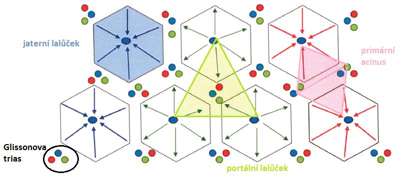 Výstelky žlučových cest jsou tvořeny speciálními epitelovými buňkami zvanými cholangiocyty (18a). Obr. 3. Tři funkční jednotky jaterní tkáně a Glissonova trias. Převzato a upraveno z (18a). 2.