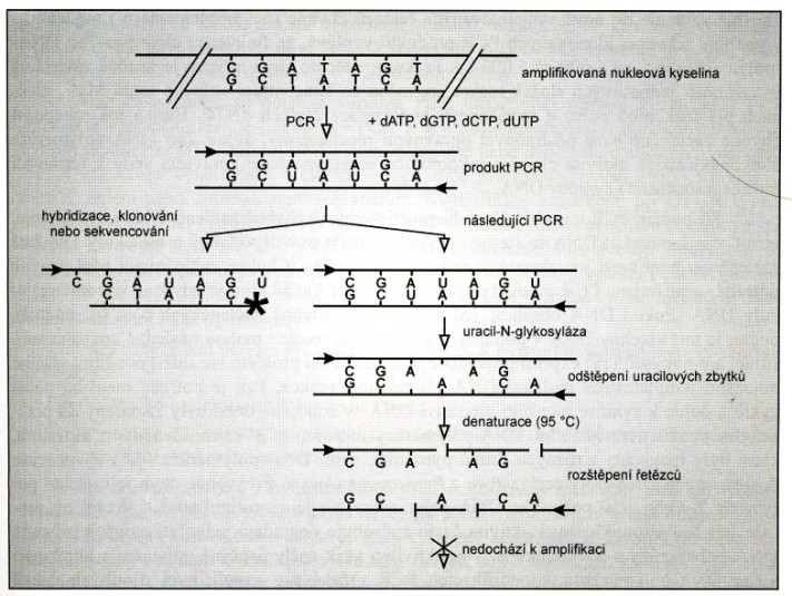 Uracil-DNA glykosylasa Účastní se oprav poškozené DNA. Uracil v DNA vzniká deaminací cytosinu. Uracil-DNA glykosylasa katalyzuje uvolnění volného uracilu z DNA.
