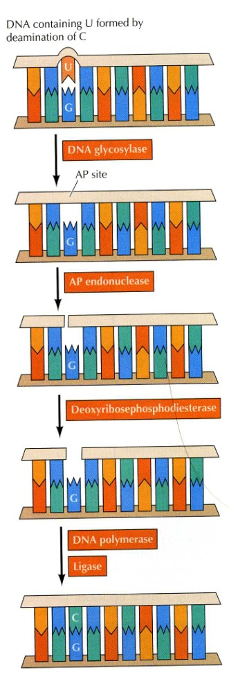 Sekvenčně nespecifické endonukleasy Mnoho z nich nachází uplatnění při reparačních procesech. Endonukleasa VIII (E. coli) funguje jako N- glykosylasa a AP-lyasa.