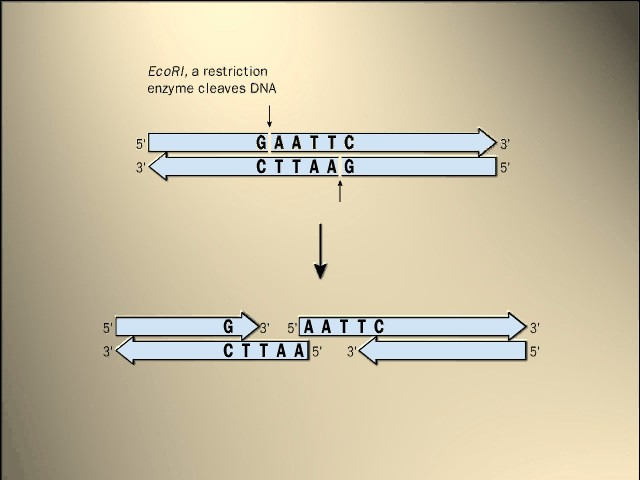 Sekvenčně specifické (restrikční) endonukleázy Jde o sekvenčně specifické endonukleázy, produkované kmeny většiny bakteriálních druhů.