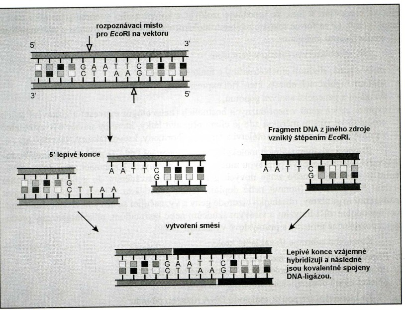 Využití restrikčních endonukleáz Štěpení DNA ve zcela konkrétních pozicích vytváření fragmentů DNA o přesně