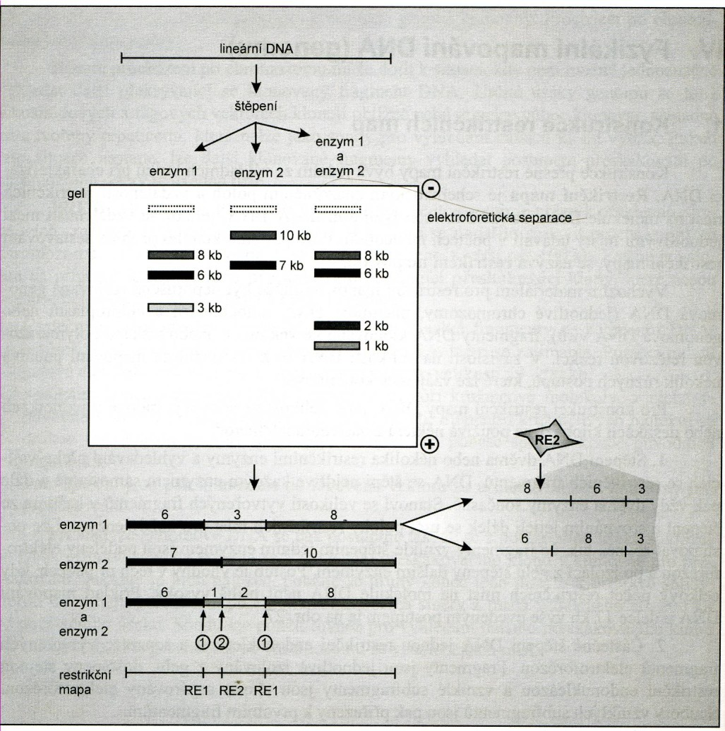 Konstrukce restrikční mapy kombinovaným štěpením dvěma restrikčními enzymy. Štěpení molekuly DNA enzymem 1 vedlo ke vzniku 3 kb, 6 kb a 8kb fragmentů.