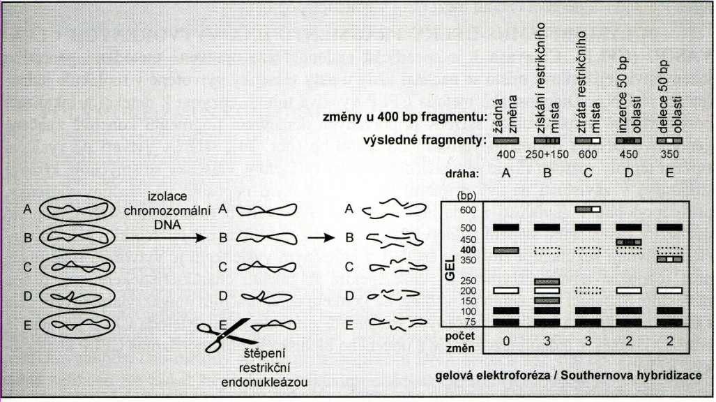 Polymorfizmus délky restrikčních fragmentů - RFLP Tato metoda se používá při analýze genomu. Využívá rozdíly v restrikčních mapách jedinců téhož druhu.