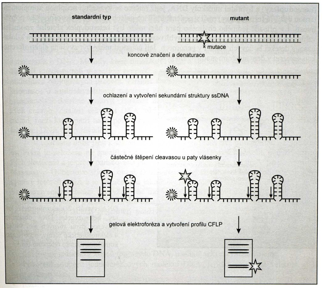 Specifická endonukleasa upravená metodami genového inženýrství. Její cílové místo se nachází vždy u paty vlásenky vytvořené v molekule jednořetězcové DNA.