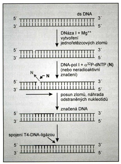DNA-polymerázy DNA-polymeráza I (E. coli): katalyzuje 3 odlišné reakce, jejich rychlost je ovlivněna stavem DNA a koncentrací dntp v reakční směsi.