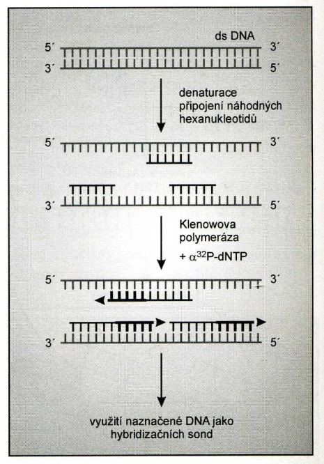 posunu jednořetězcového zlomu ( nick translation ). Na dvouřetězcové DNA se vytvoří DNázou I náhodné jednořetězcové zlomy. Ty jsou substrátem pro působení DNA-polymerázy I.