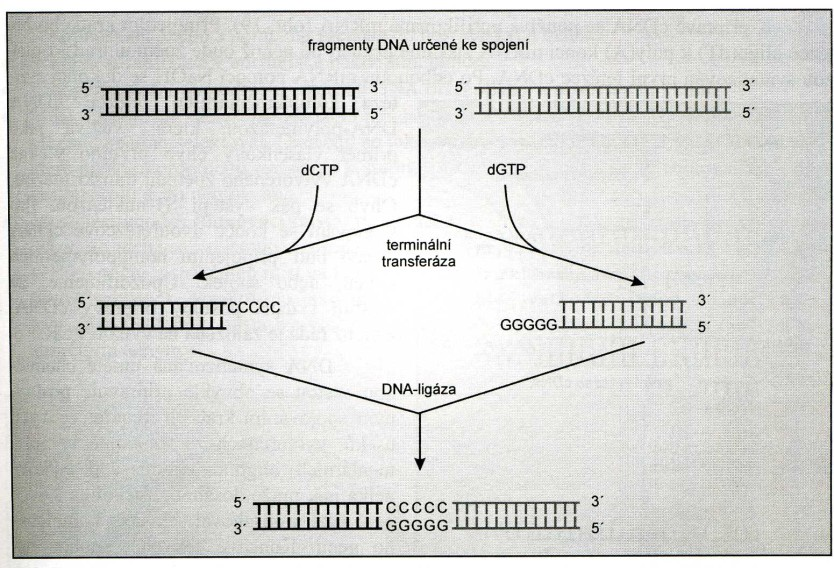 Terminální deoxyribonukleotidyltransferáza (telecí brzlík) Katalyzuje připojování nukleotidů k 3 -koncům DNA. Nevyžaduje matrici ani primer, tím se liší od DNA-polymeráz.