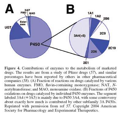 Osud léčiv v organismu (přehled) Cesty biotransformace: CYP FMO NAT MAO