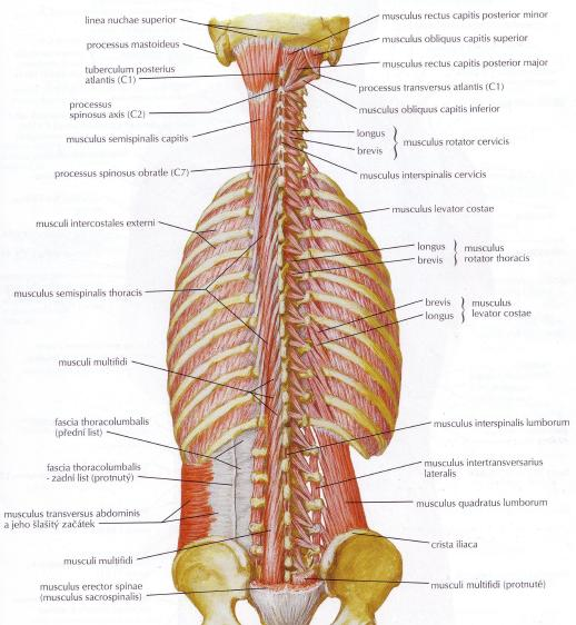 Obr. 11: Svaly zad, hluboká vrstva, (Netter, 2010) Střední vrstva svalů páteře obsahuje již delší a silnější svaly se svalovými bříšky. Propojují několik segmentů mezi sebou.