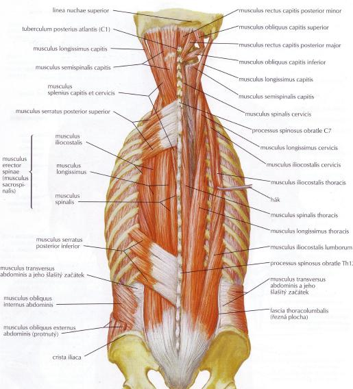 Obr. 12: Svaly zad, střední vrstva, (Netter, 2010) Povrchová vrstva zádových svalů je složena z dlouhých dobře viditelných a palpovatelných svalů.