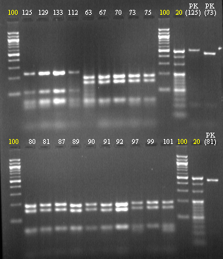 Obr. 7: Elektroforeogram restrikčních fragmentů získaných digescí PCR