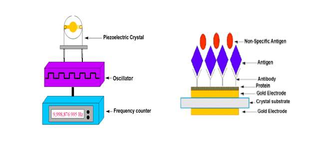 Piezoelektrické biosenzory Piezoelektrické senzory jsou založeny na sledování změn rezonanční frekvence na křemenném krystalu