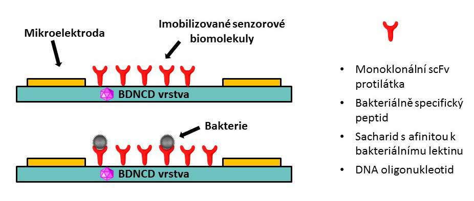 Projekt MPO-TRIO: Biosenzory pro detekci bakteriální kontaminace pitné vody Navržený biosenzor je založen bórem dopované nanokristalické diamantové (BDNCD) vrstvě