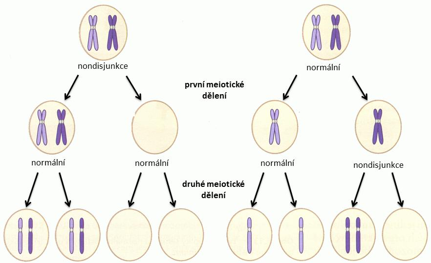 3.1.1.1.5 Diakineze Chromozomy jsou v této fázi maximálně kondenzované. Je dokončena terminalizace chiazmat. Zaniká jaderná membrána a tvoří se dělicí vřeténko.