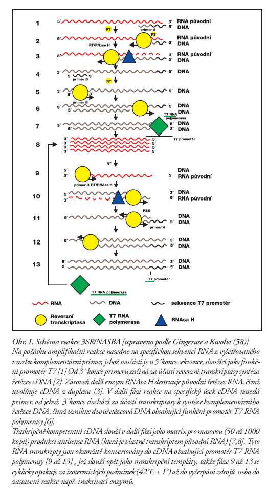 Reverzně transkripční řetězová polymerázová reakce (RT-PCR) PCR amplifikuje DNA, přitom řada virů má pouze RNA a PCR v předložené podobě nelze použít.