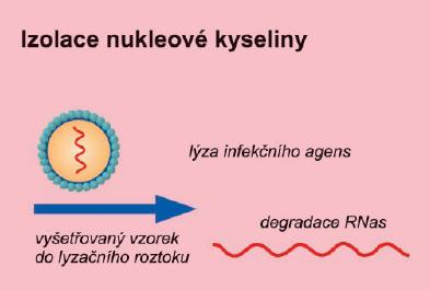 20.5.3. Amplifikace signálu bdna-branched DNA assay (Multiple Sandwich Assay) Název se dá přeložit přibližně jako stanovení s rozvětvenou DNA, resp. vícenásobná sendvičová analýza.