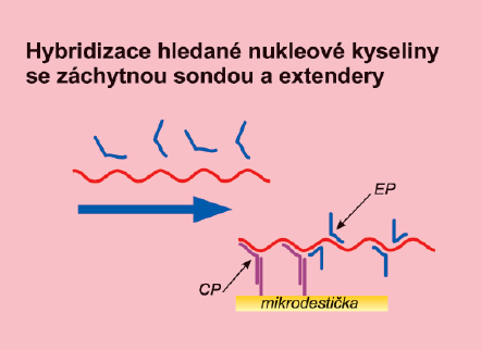 Enzymové konjugáty navázané na tyto větvené molekuly způsobí silnou amplifikaci signálu. Metoda je nezávislá na primeru, cílová nukleová kyselina se nereplikuje. OBR.