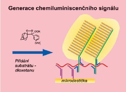 Na dvě cílové sekvence nukleové kyseliny (target, cílová nukleová kyselina) se navážou (hybridizují) dvě komplementární záchytné hybridizační sondy (CP, capture probes), které jsou