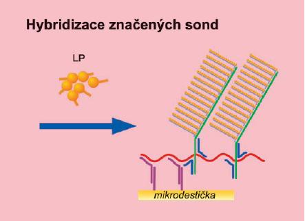 Současně se na dva jiné specifické úseky cílové nukleové kyseliny navážou (hybridizují) další dvě komplementární (detekční) sondy, nazývané extendery (EP, extender probes), které mají na svém konci