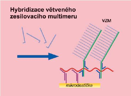 Před vazbou větvené DNA se na zmíněné extenze ještě naváže (hybridizuje) nosič této DNA, tzv. PreAmplifier (PA, předzesilovač).