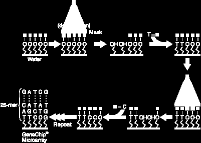 Genové čipy se navrhují pro detekci specifických genů (stanovení přítomnosti genu či jeho sekvence) měření exprese genů ve vzorcích tkání (tj.